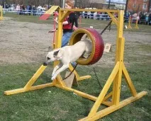 спорт