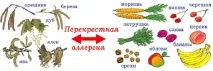 Алергія на пилок рослин та перехресна алергія алергії