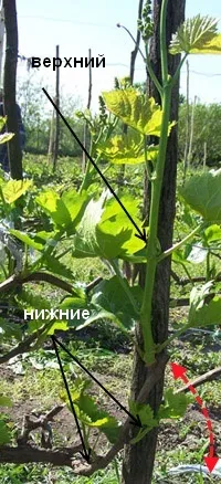 Архітектура виноградного куща виноградного