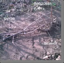 Архітектура виноградного куща куща