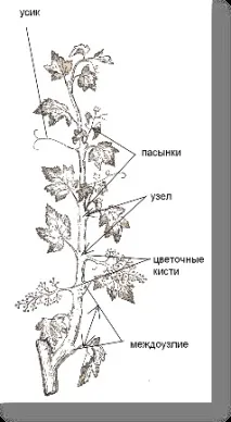 Архітектура виноградного куща куща