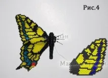 machaon