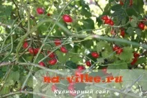 Як правильно сушити та заварювати шипшину в домашніх умовах сушити
