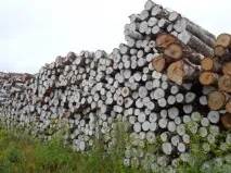 Як виробляють ламіновану фанеру фанеру