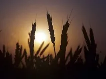 Як українська влада вбиває сільське господарство вбиває