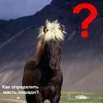 Як найпростіше визначити масть коня - Мій Кінь визначити