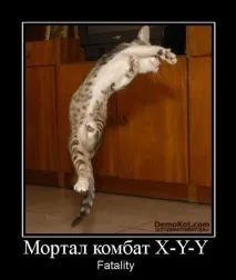 Як правильно готувати кішку правильно