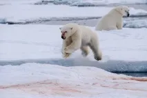 Способи пересування тварин пересування