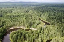 Багатства лісів тайги - Аналітика Лісової промисловості тайги