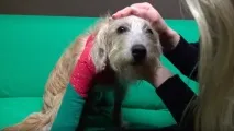 двір