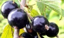 Чорна смородина сорту, короткий опис та фото опис