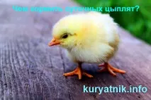 Чим годувати добових курчат - Як побудувати курник своїми руками годувати