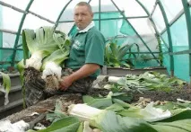 Чим корисна цибуля порей Про лікувальну дію ароматної приправи корисна