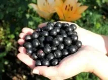 Чорна смородина сорту, короткий опис та фото сорту