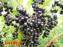 Чорна смородина сорту, короткий опис та фото короткий