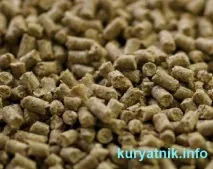 Чим годувати добових курчат - Як побудувати курник своїми руками побудувати