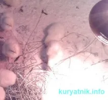 Чим годувати добових курчат - Як побудувати курник своїми руками добових