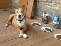 Що робити, якщо собака не їсть сухий корм собака
