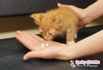 Чумка у котів симптоми та лікування лікування