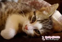 Чумка у котів симптоми та лікування котів
