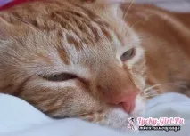 Чумка у котів симптоми та лікування котів