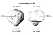 Діти народжуються без колінних чашок, коли з’являються у новонароджених My Life народжуються