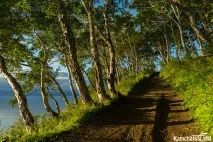 Дерева на Камчатці, Камчаткаланд камчатці