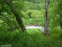 Дерева на Камчатці, Камчаткаланд дерева