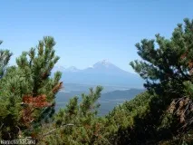 Дерева на Камчатці, Камчаткаланд дерева