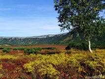 Дерева на Камчатці, Камчаткаланд камчатці