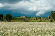 Роль гречки посівної у кормовій базі бджільництва кормовій