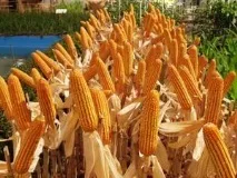 Як садити кукурудзу навесні особливості посадки кукурудзи, правила догляду за нею та корисні поради садити
