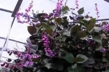 Доліхос Лаблаб (Dolichos lablab, Dolichos soudanensis) dolichos