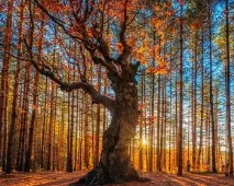 Едмунд Берк (Останній час я все частіше схиляюся до думки, що нам потрібно берк