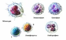 Еозинофіли 3 місячної дитини еозинофілів