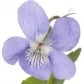 Фіалка інгредієнт аромату, Фіалка аромати та ефірні олії Viola odorata аромати