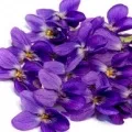 Фіалка інгредієнт аромату, Фіалка аромати та ефірні олії Viola odorata інгредієнт