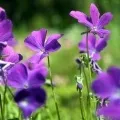 Фіалка інгредієнт аромату, Фіалка аромати та ефірні олії Viola odorata інгредієнт