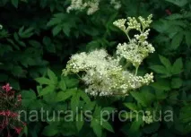 Фіточай Гормони-норма-Натур (для нормалізації гормонального фону) 20ф фіточай