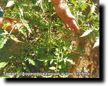 Формуючи рослини, працюємо на врожай, Дача своїми руками формуючи
