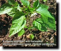 Формуючи рослини, працюємо на врожай, Дача своїми руками врожай