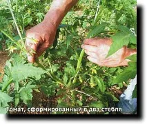 Формуючи рослини, працюємо на врожай, Дача своїми руками своїми