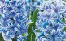 Гіацинти вигонка та догляд у домашніх умовах, відповіді на часті питання догляд
