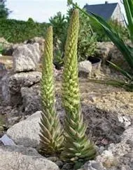 Гірськоколосник (Orostachys) розетки