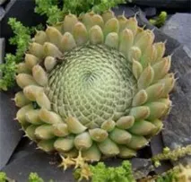 Гірськоколосник (Orostachys) Orostachys