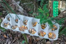 Цікаві ідеї виробів із коробок для яєць цікаві