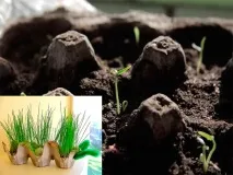 Цікаві ідеї виробів із коробок для яєць коробок