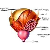 диагностика