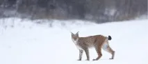 Естонії