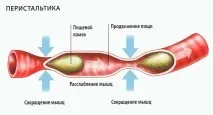 перистальтику